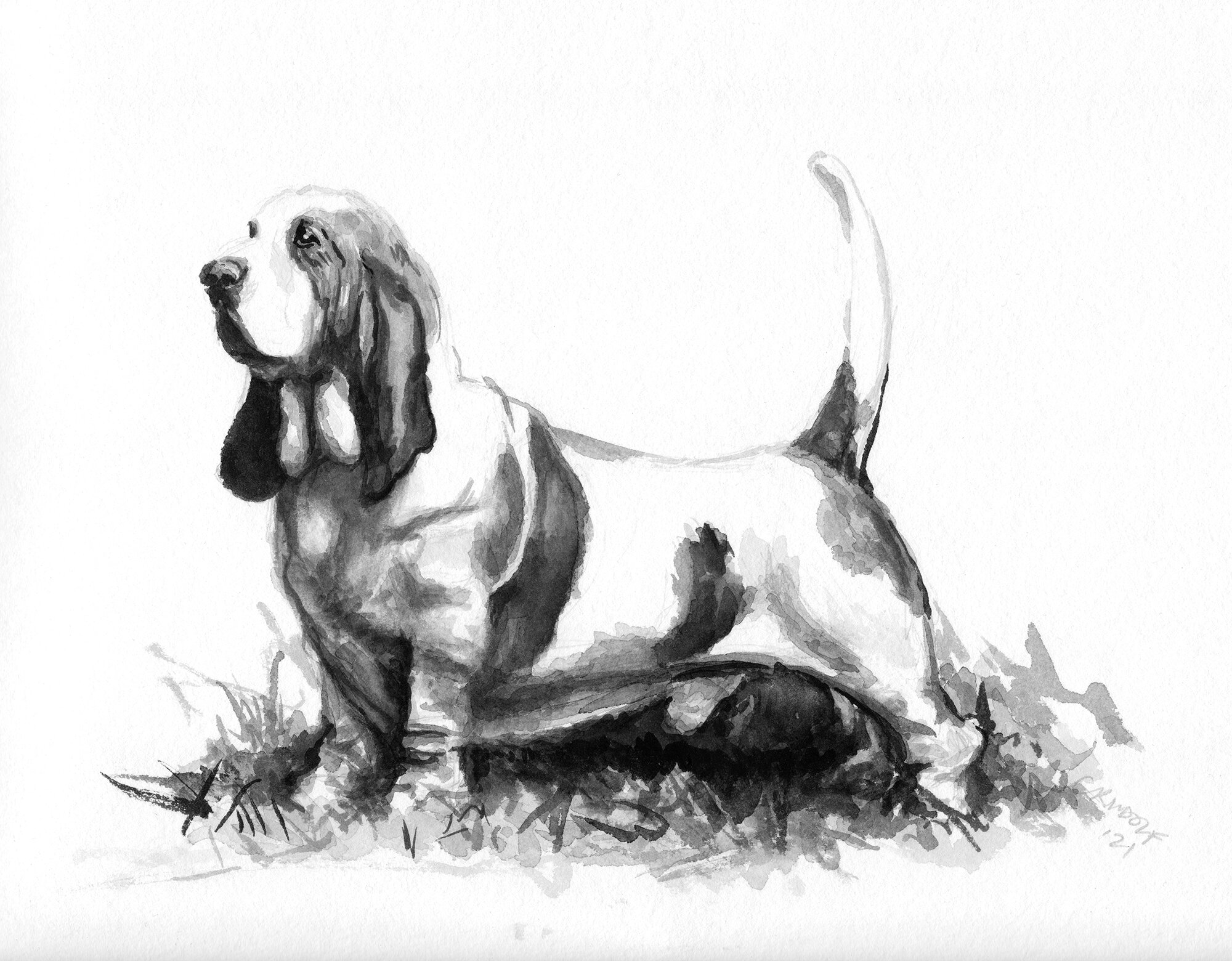Premium Vector  Vector sketch of the dog basset hound breed sitting