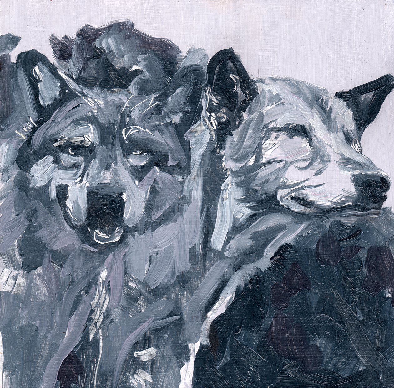 Wolves Study