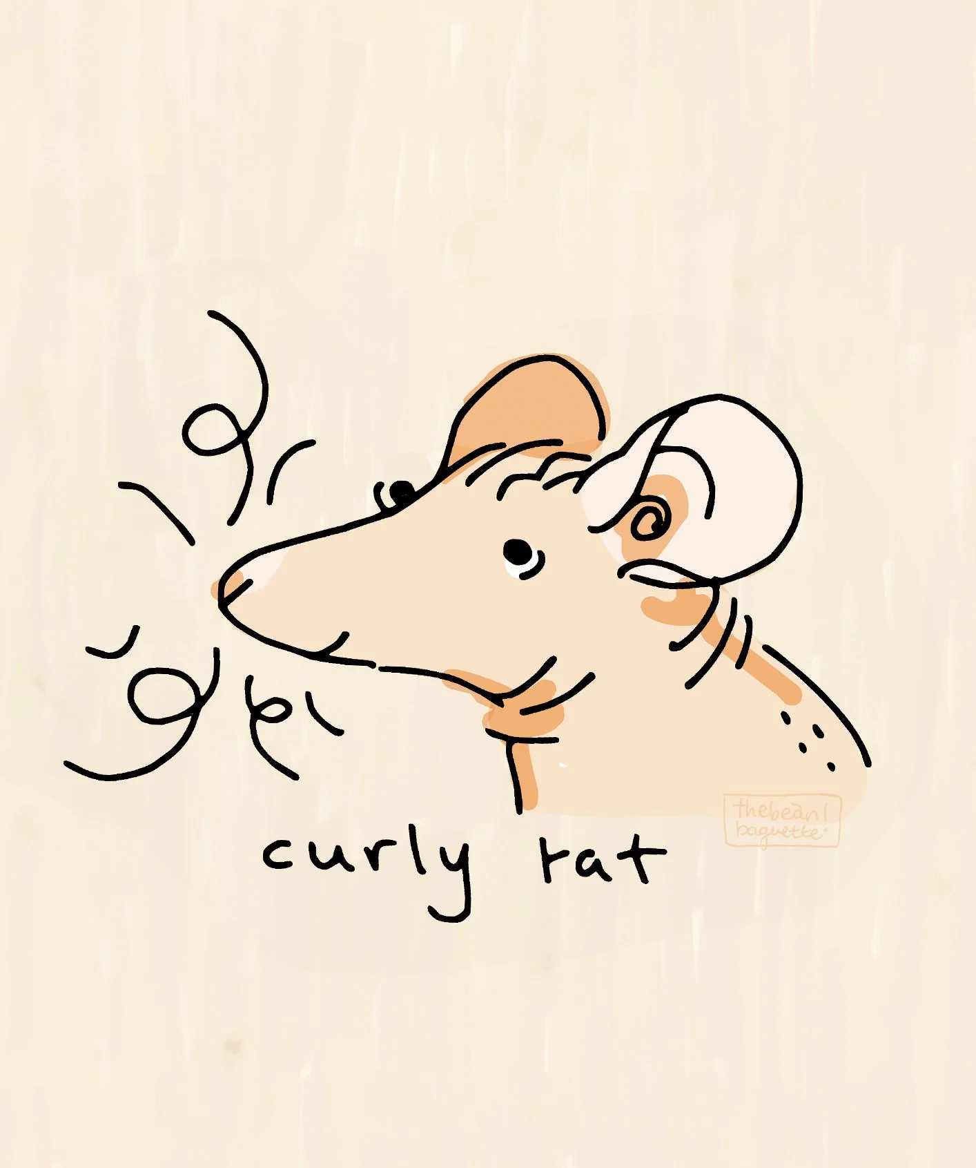 curly rat.jpg
