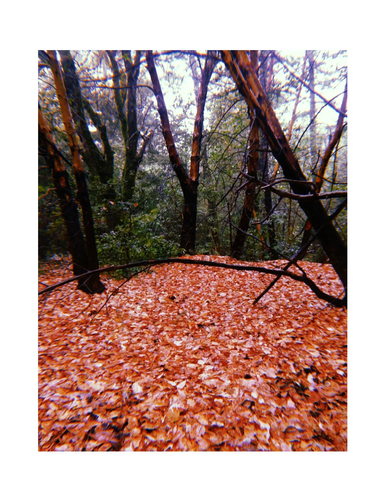 5rainywoodsleaves.jpg