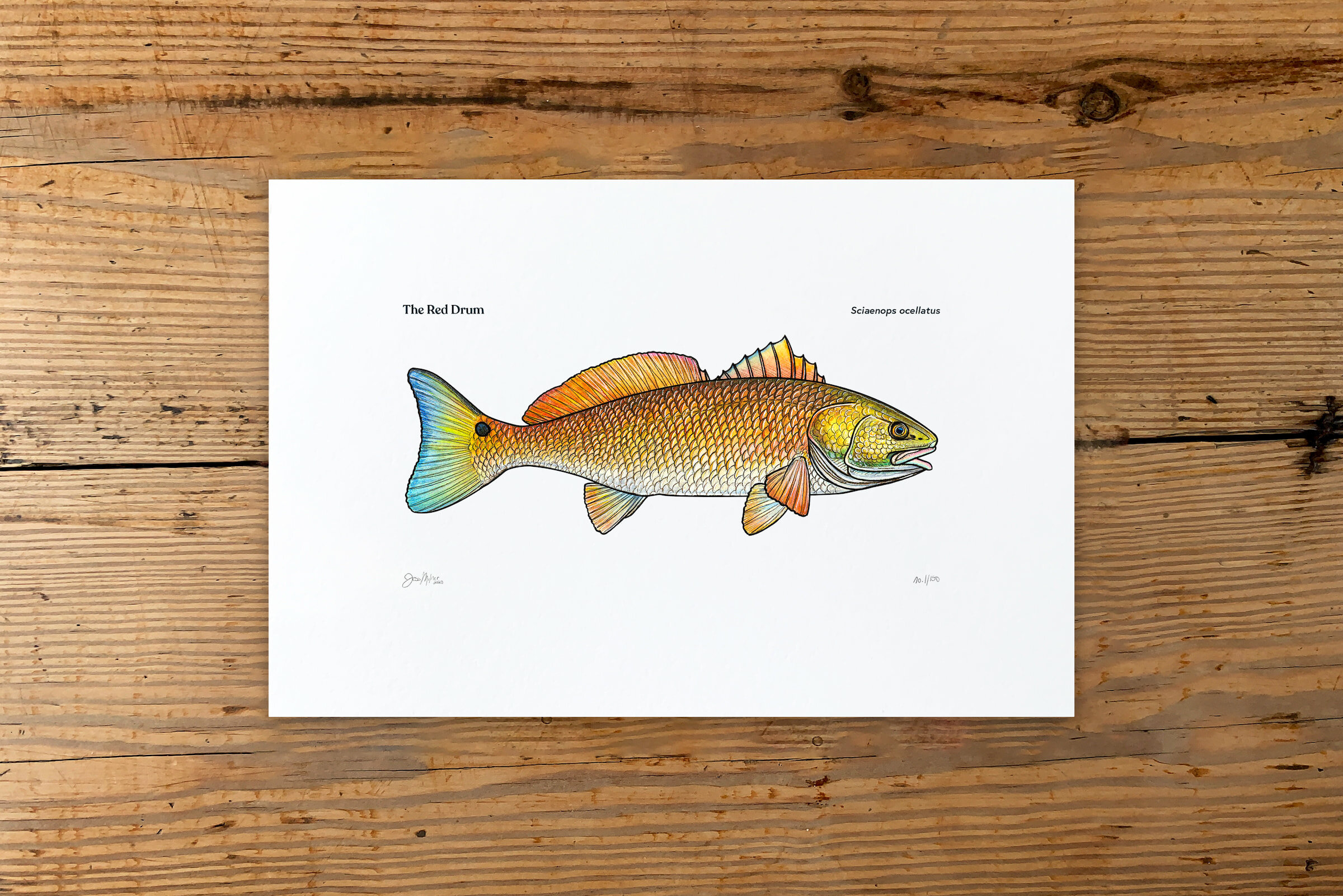 Download Red Drum 6x9 Gicl U00e9e Fine Art Print Edition Of 150 Prints Art Collectibles Colonialgolfhart Com