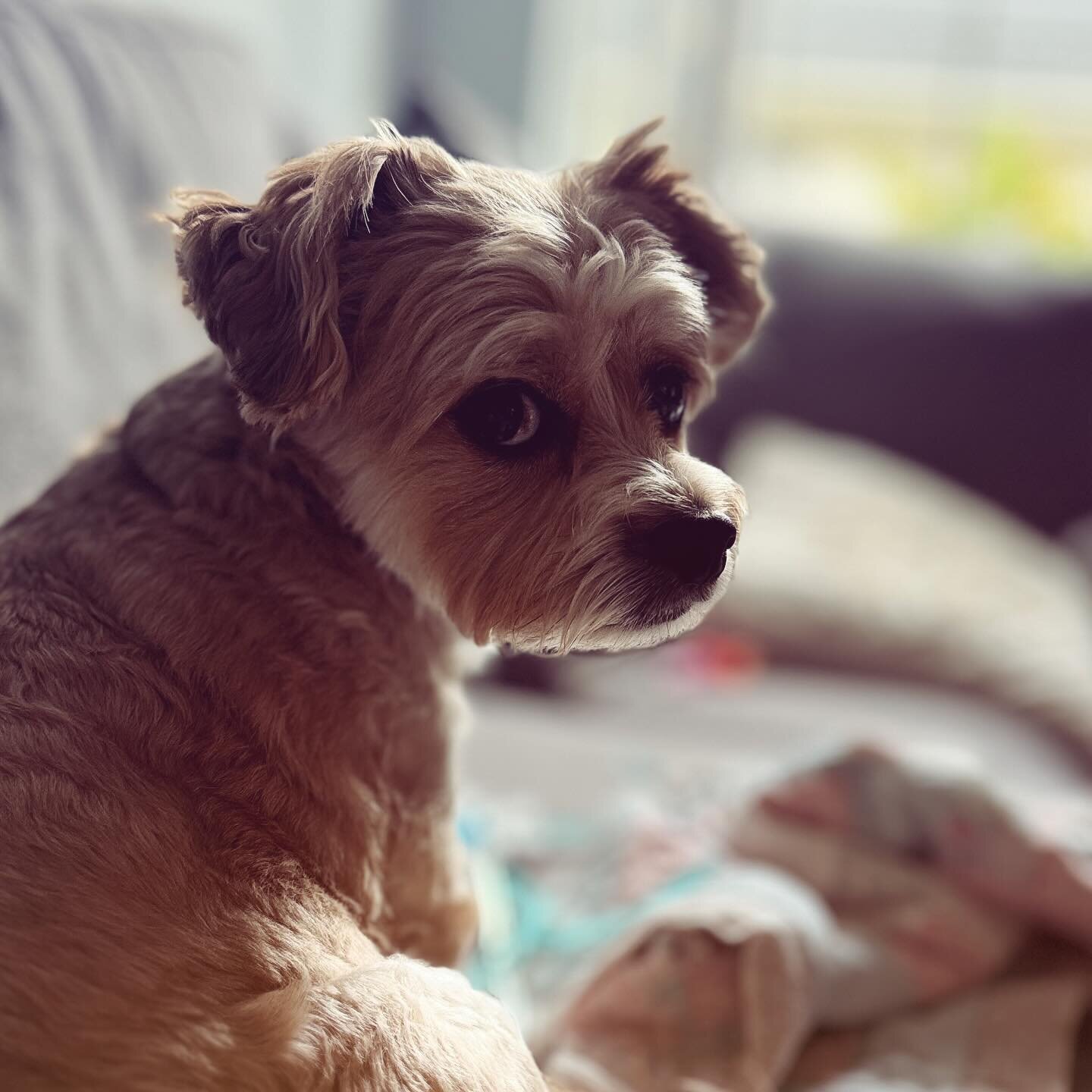 Best boi to brighten your day.

#dogsofinstagram #instadog #dogs  #korbendallas #korbenmyman