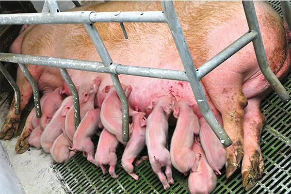 hyper-prolific-sow-1509PIGfeeding.jpg