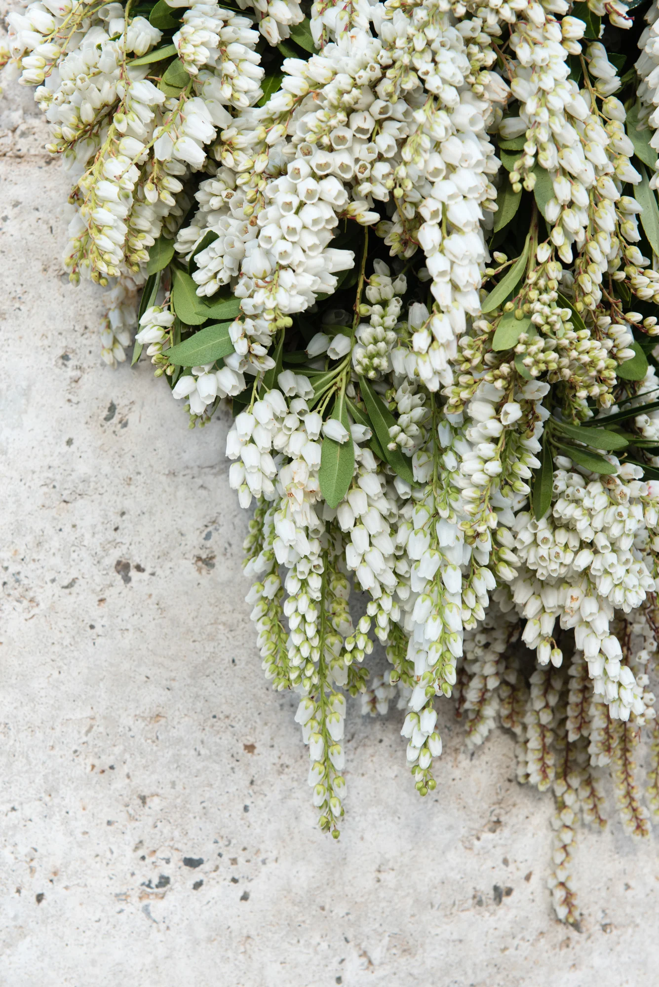 Little Bells_Tash Carah.jpg