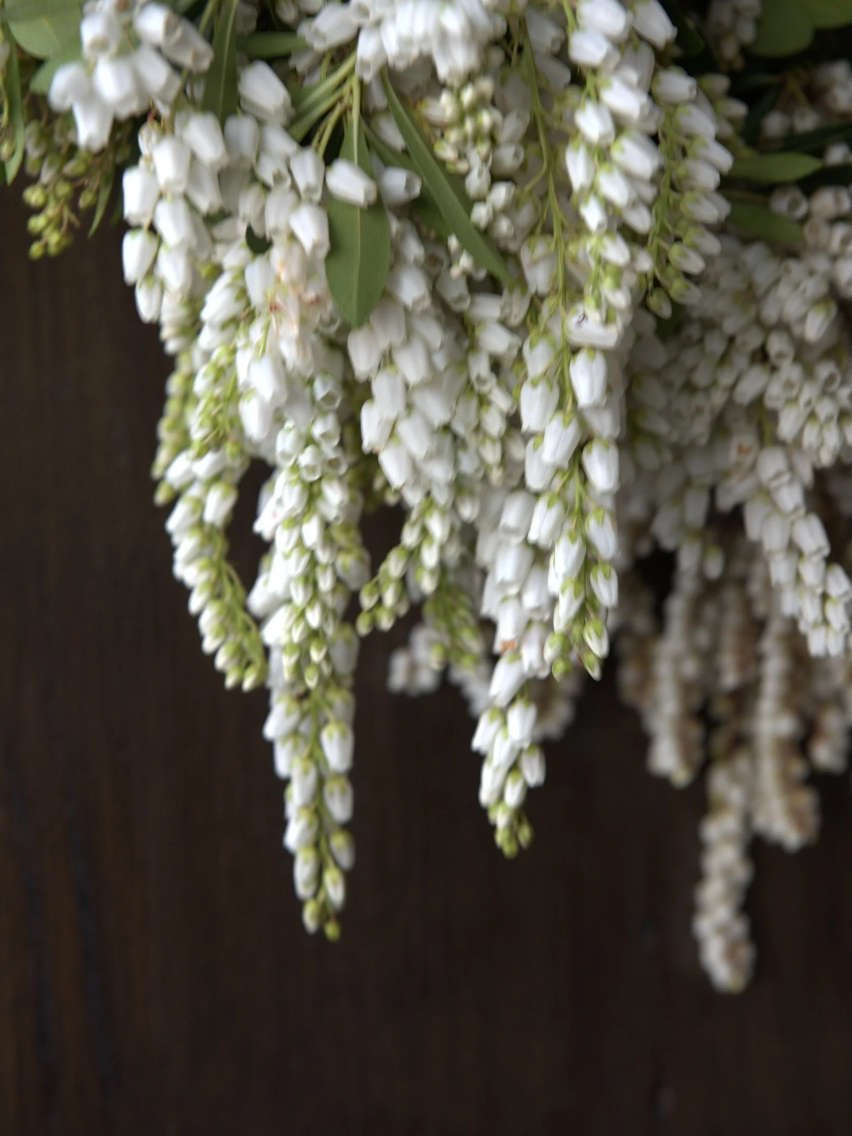 The soft blur of cascading andromeda, on a background of weathering steel. An abstract floral print, romantic &amp; ethereal.
Bells Noir is a new addition to my floral series shot on location with @poppyculture_hq, a bespoke wedding floristry &amp; e