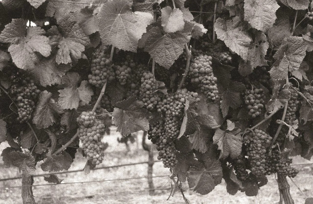 🎞️Nothing quite like the beauty and grain of film🖤. More images coming to the website soon..
.
.
#photography #photographer #fineartprints #filmphotography #blackandwhite