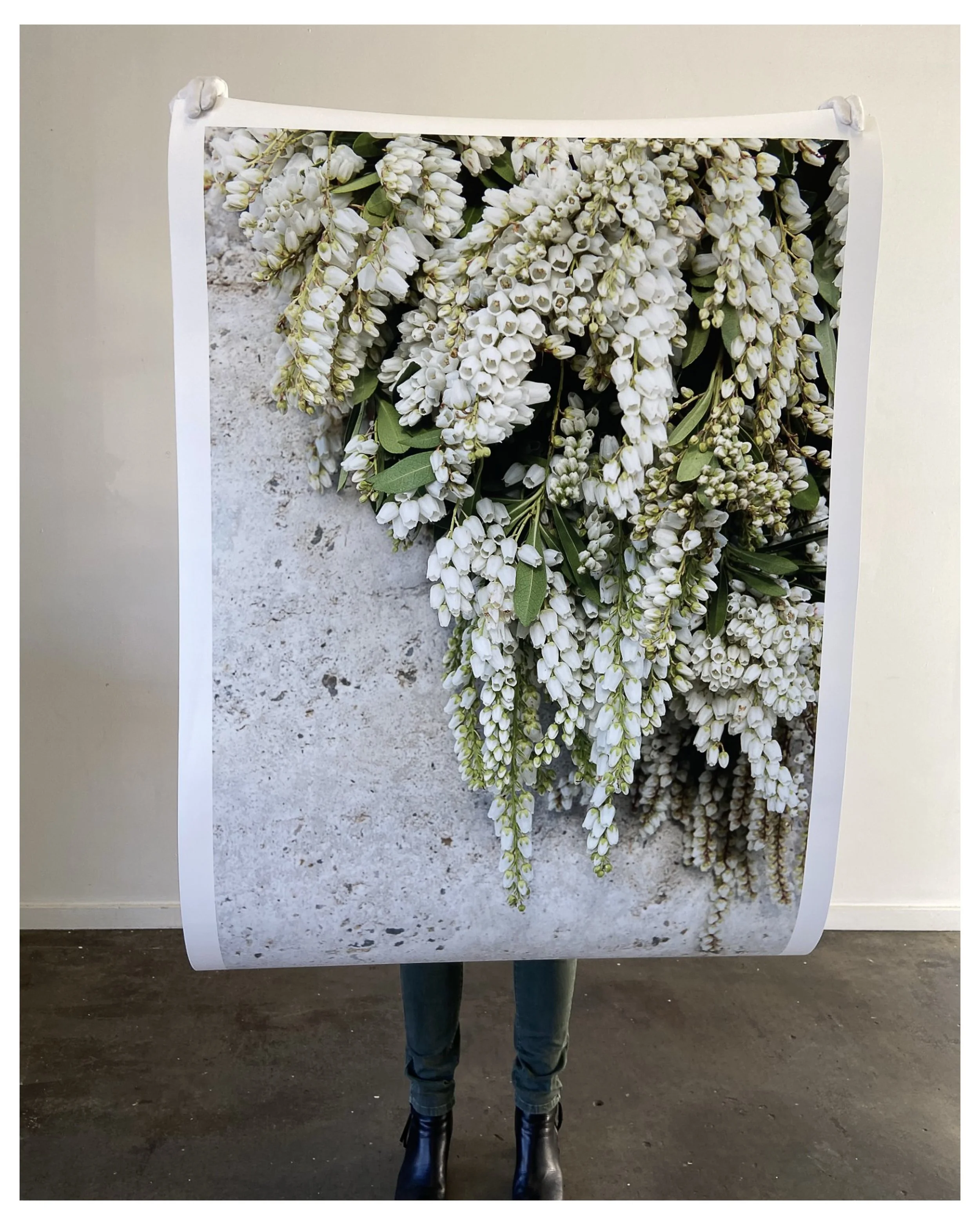 🌿LITTLE BELLS🌿
.
.
Loved by interior designers, stylists and homemakers, Little Bells is one of my most popular prints. Featuring andromeda cascading down a rammed earth wall, the neutral tones work perfectly in living areas, bedrooms &amp; entranc