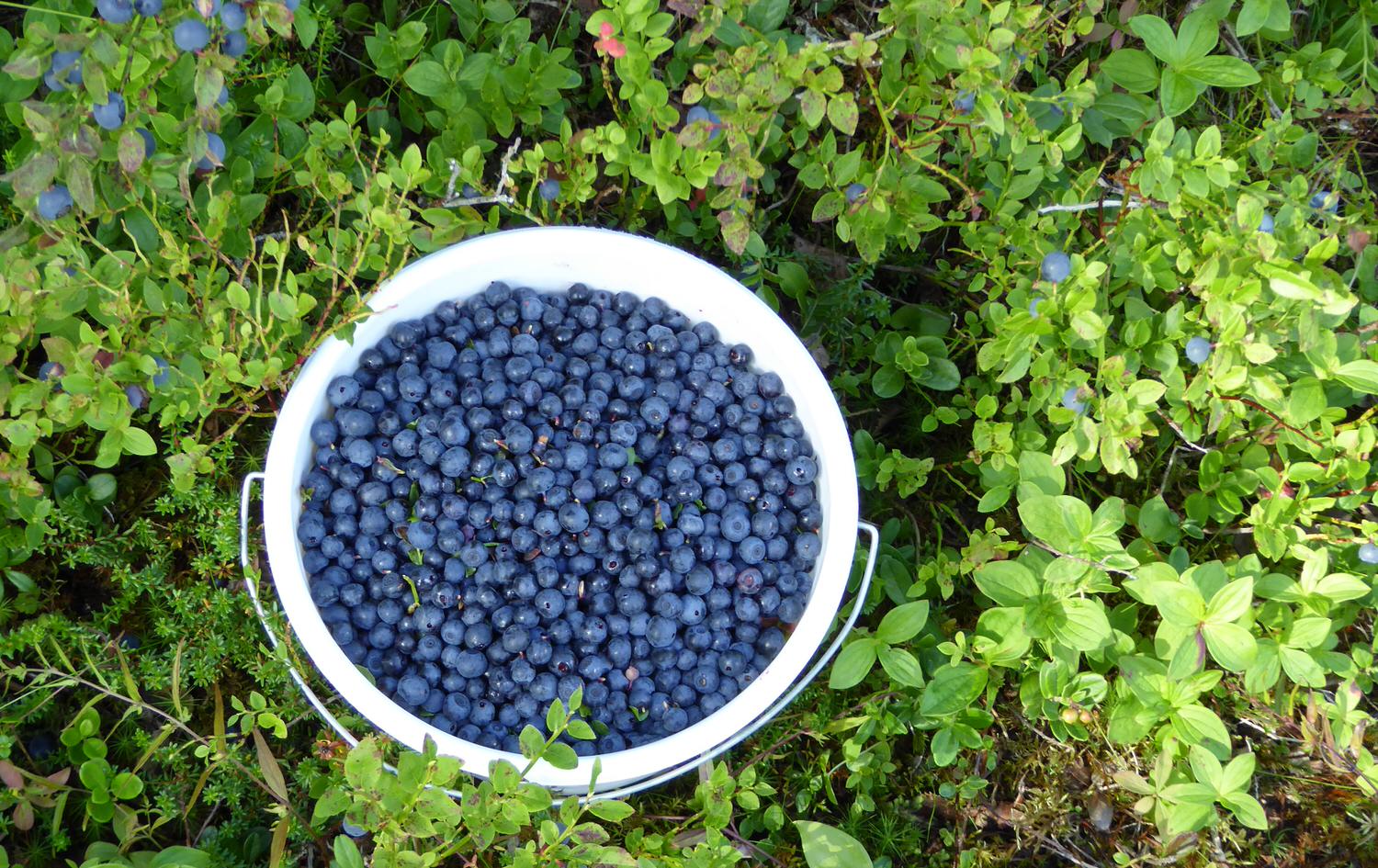 blåbær.JPG