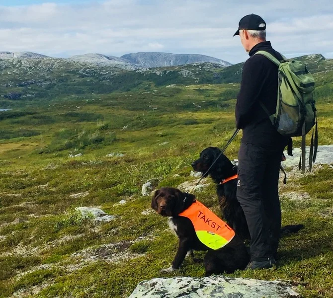 Årets rypetaksering