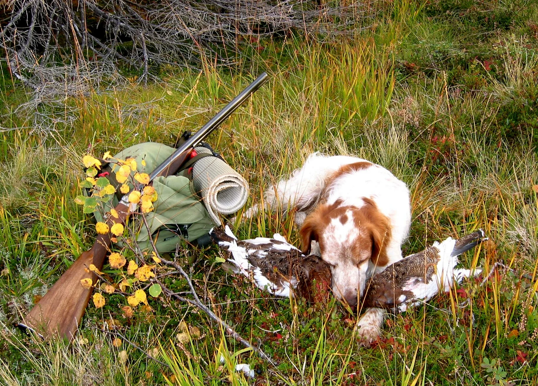 Dagskvoter hønsefugl 2018
