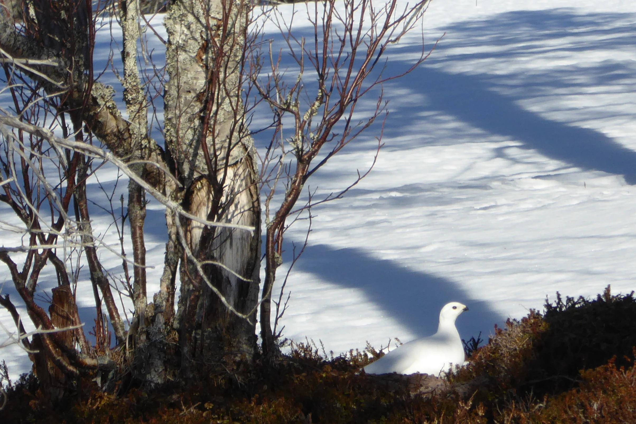 Trekking av småviltjakta 2019