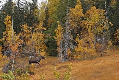 Evaluering av løshundtrening