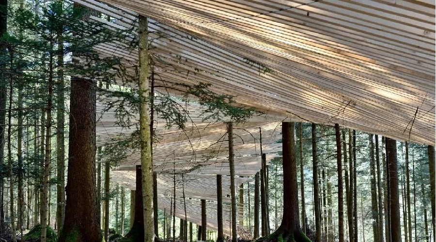 Un chemin magique dans les arbres, jouant les clairs-obscurs