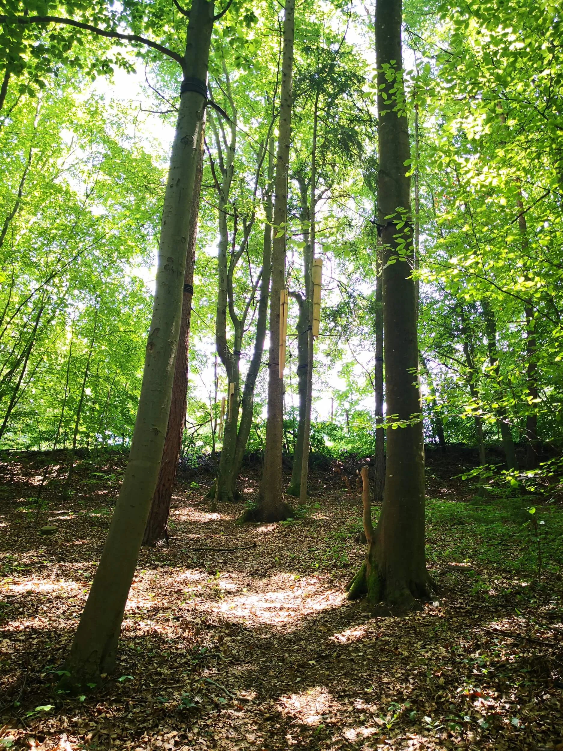 Ewald Koch - IMG_20190630_121116.jpg