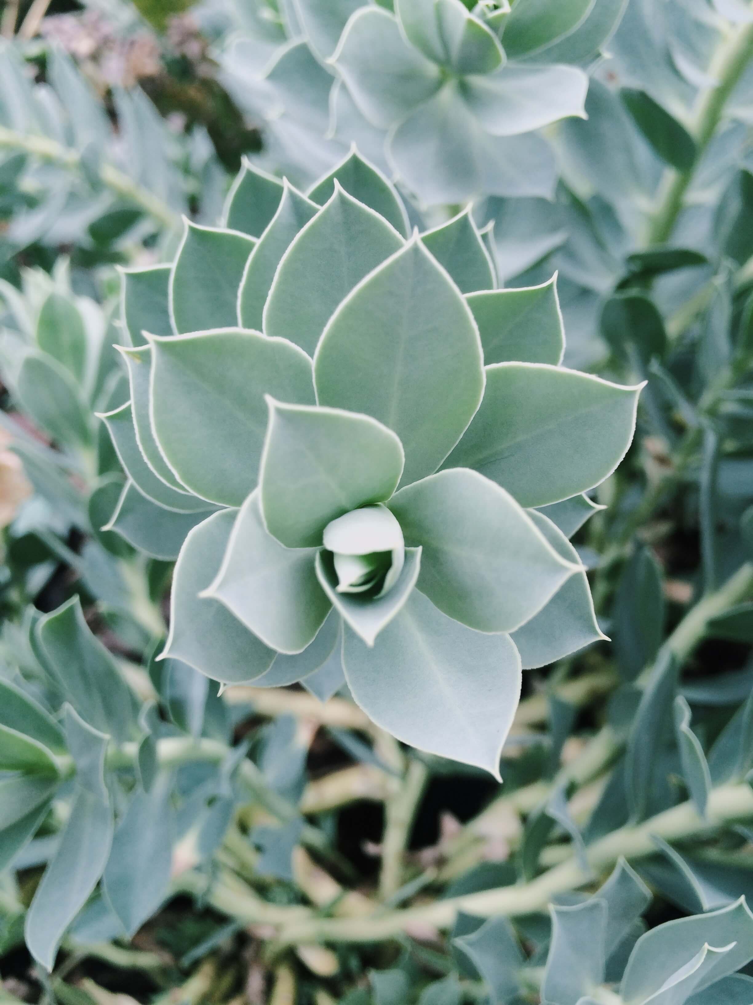 green-succulent-plants-1030913.jpg