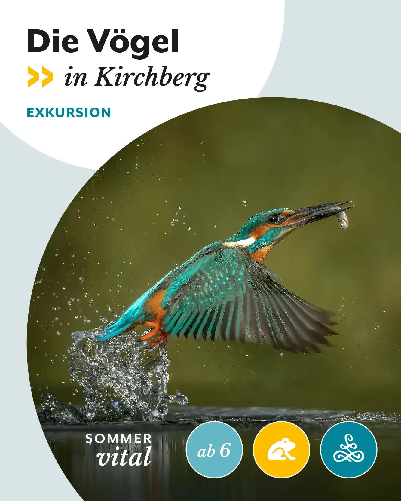 Die Vögel in Kirchberg