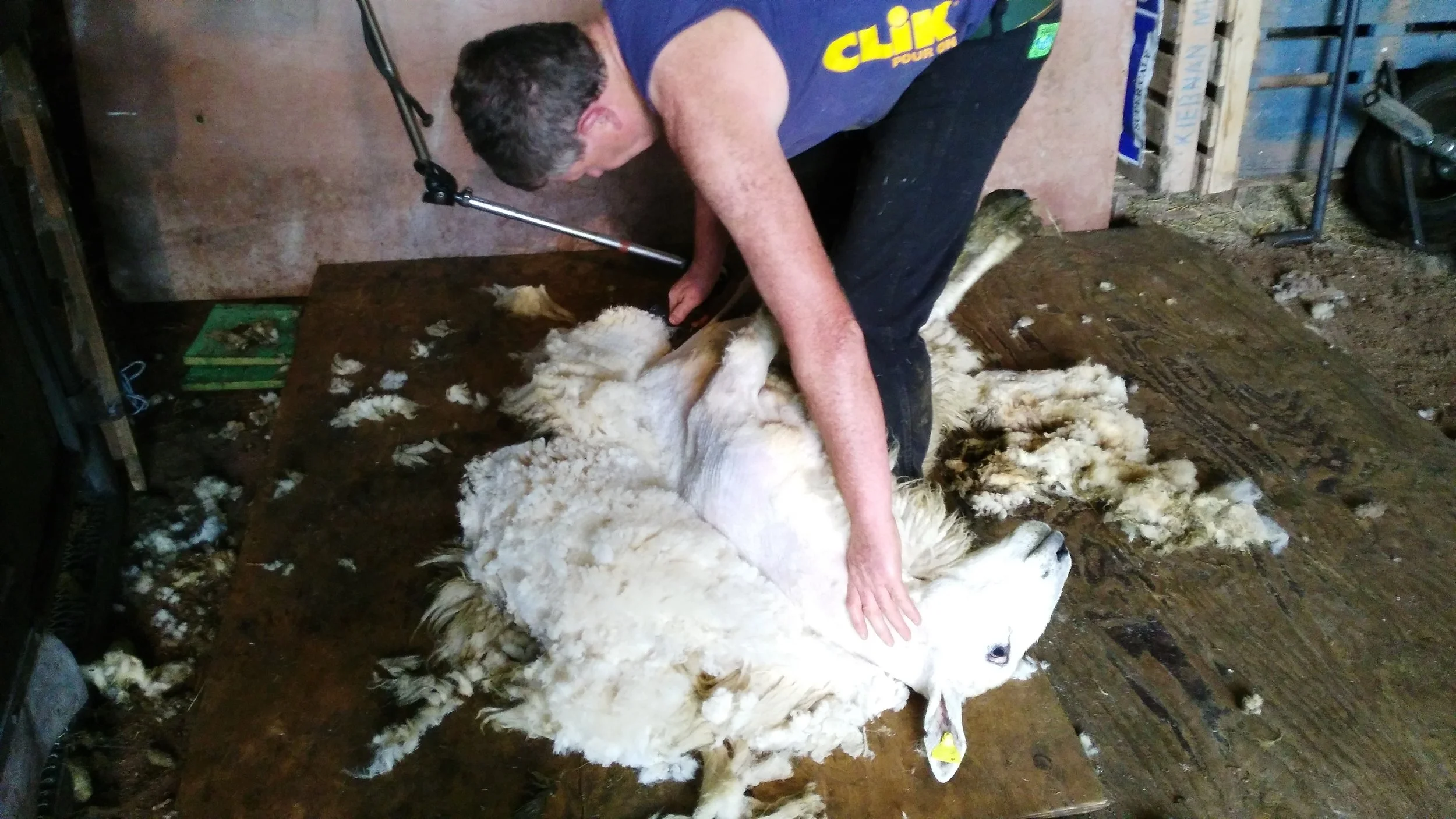 George Graham shearing Changing position pic 3.jpg