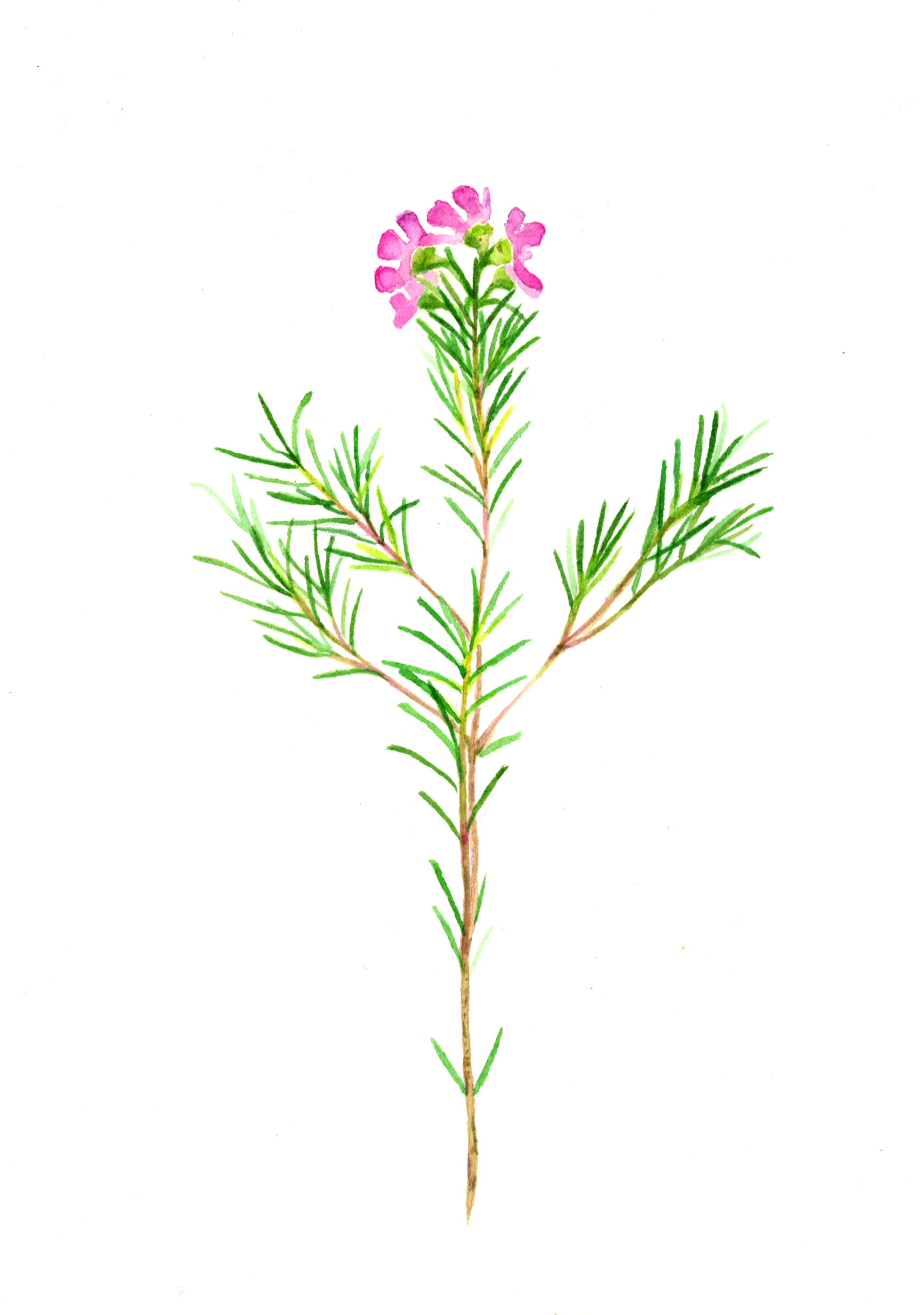 plant1.jpg