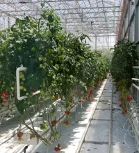 Vineland TOV Greenhouse tour.jpg