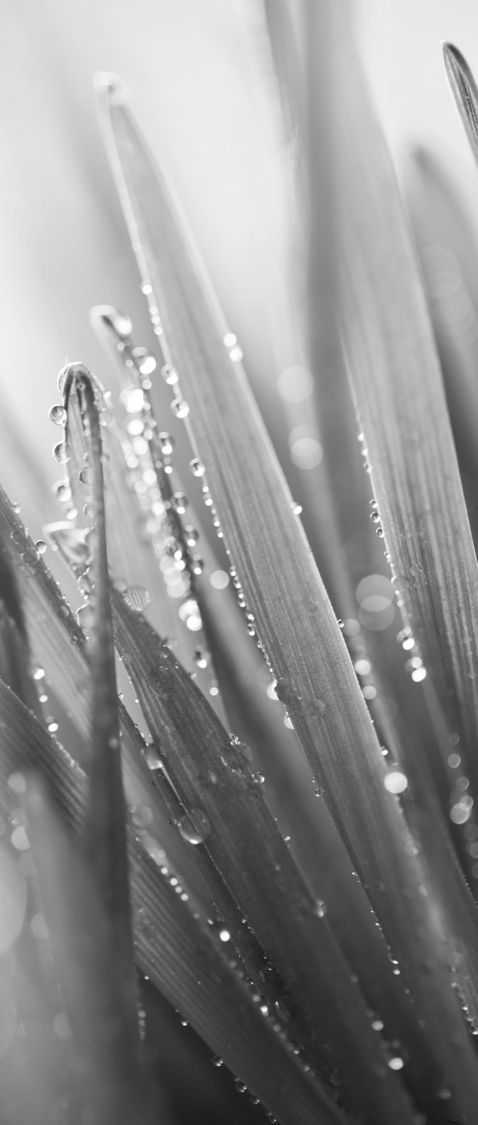 grass.png