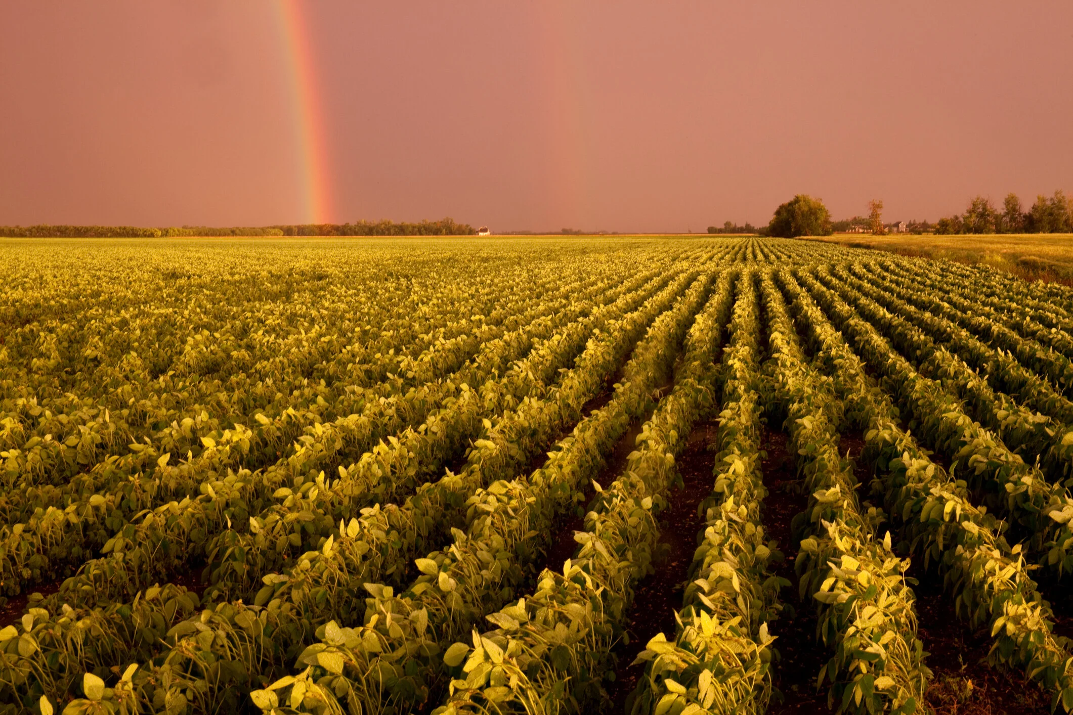 Celebrating the helpers: How Canada's agri-food system is responding to COVID-19