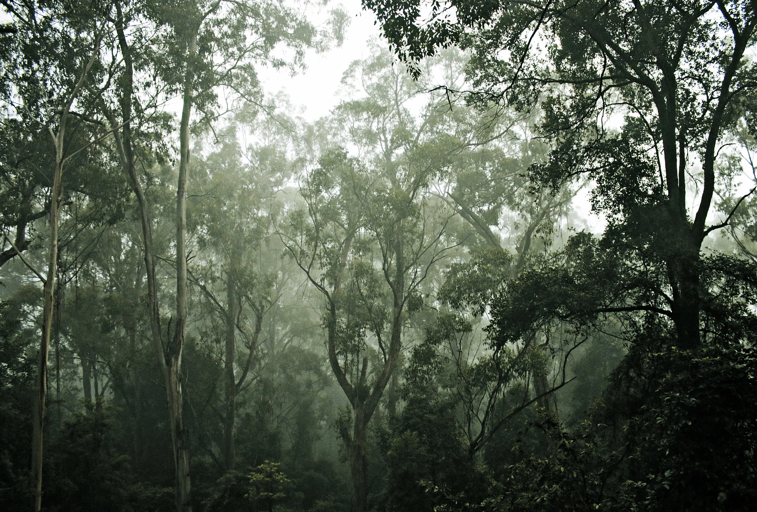 Deforestation and Global Warming Trees are the earth’s natural equaliser - being the only life form on this planet that converts carbon dioxide to oxygen instead of the other way around, trees sustain life and the inhabitability of our planet. With the accelerated rates of deforestation seen in recent centuries, all other efforts at mitigating and even reversing climate change are greatly handicapped by the loss of tree cover. How your furniture can make a difference: Wood is a popular material to use in all types of furniture, both for its aesthetic and restorable properties, which ensure the lifetime longevity of the product. To ensure that the wood used in your furniture is sustainably-sourced, look out for certification labels from the country of procurement. As a retailer, The Table Guy chooses to work only with suppliers who have the necessary certifications to assure us that their supply chain is sustainable and responsible.