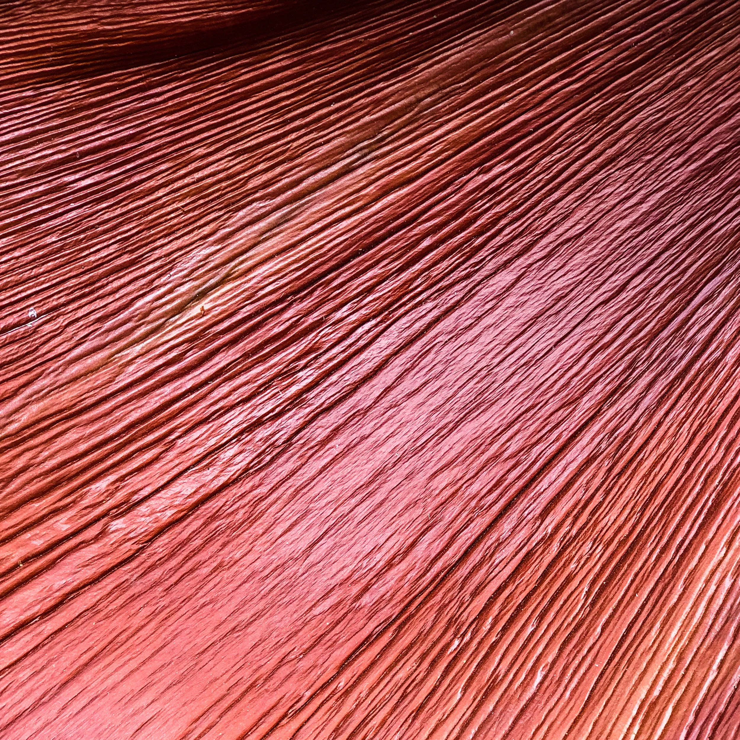 purple-heart-wood.jpg