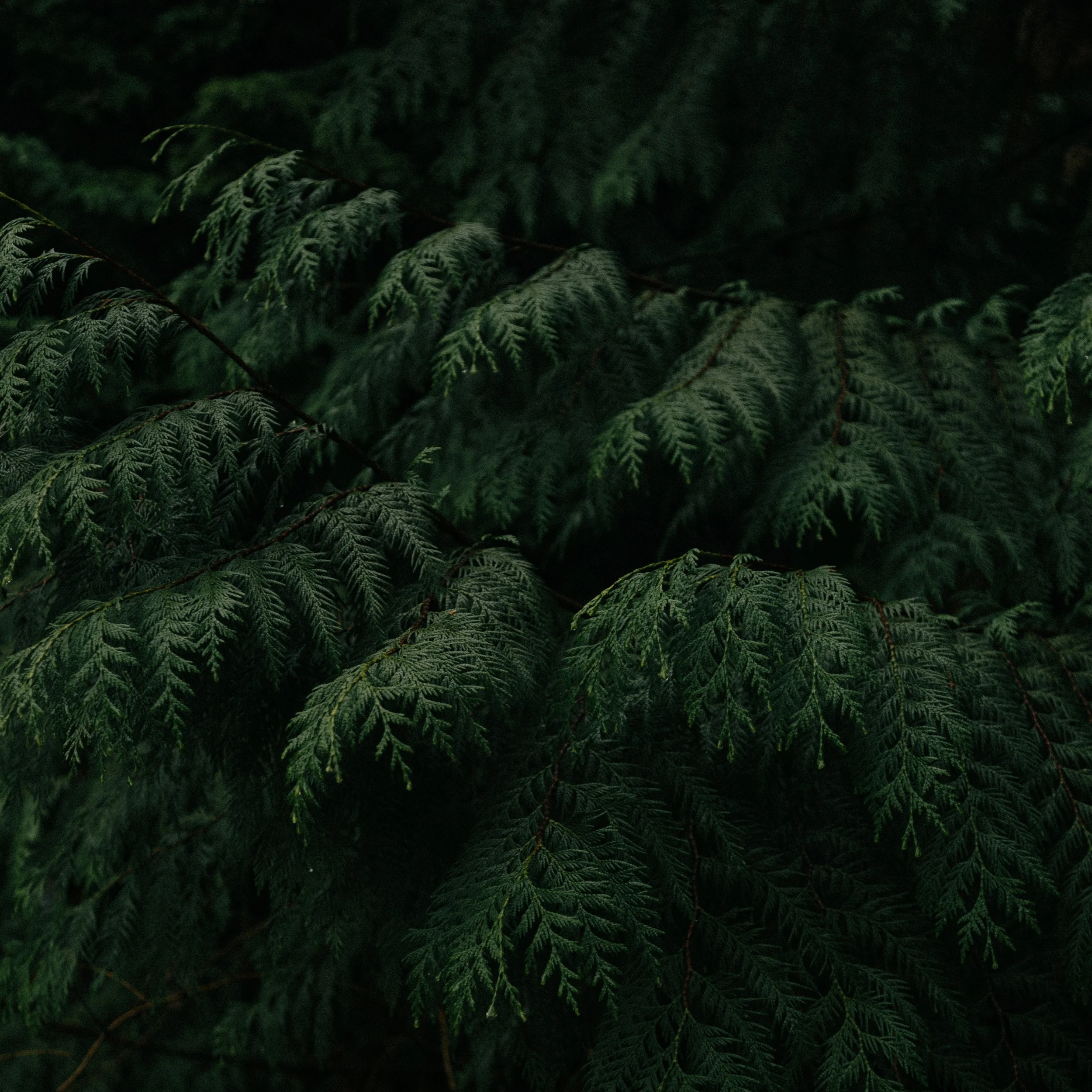 softwood.jpg