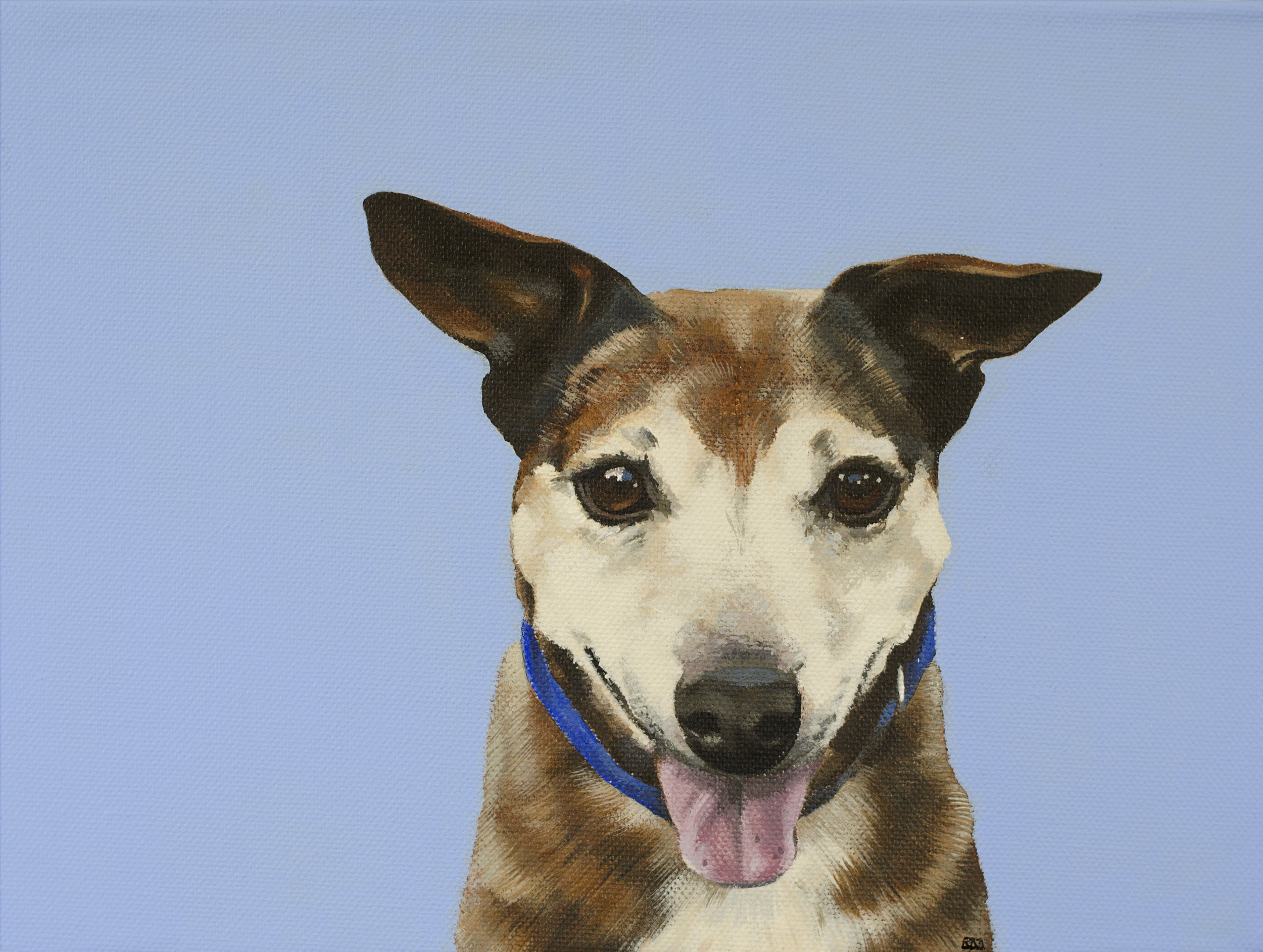 jack russell  (sold)