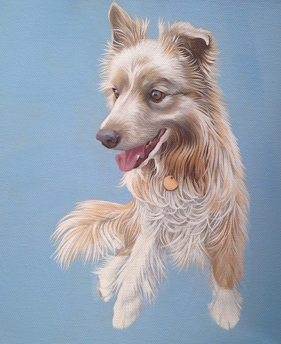 collie  (sold)