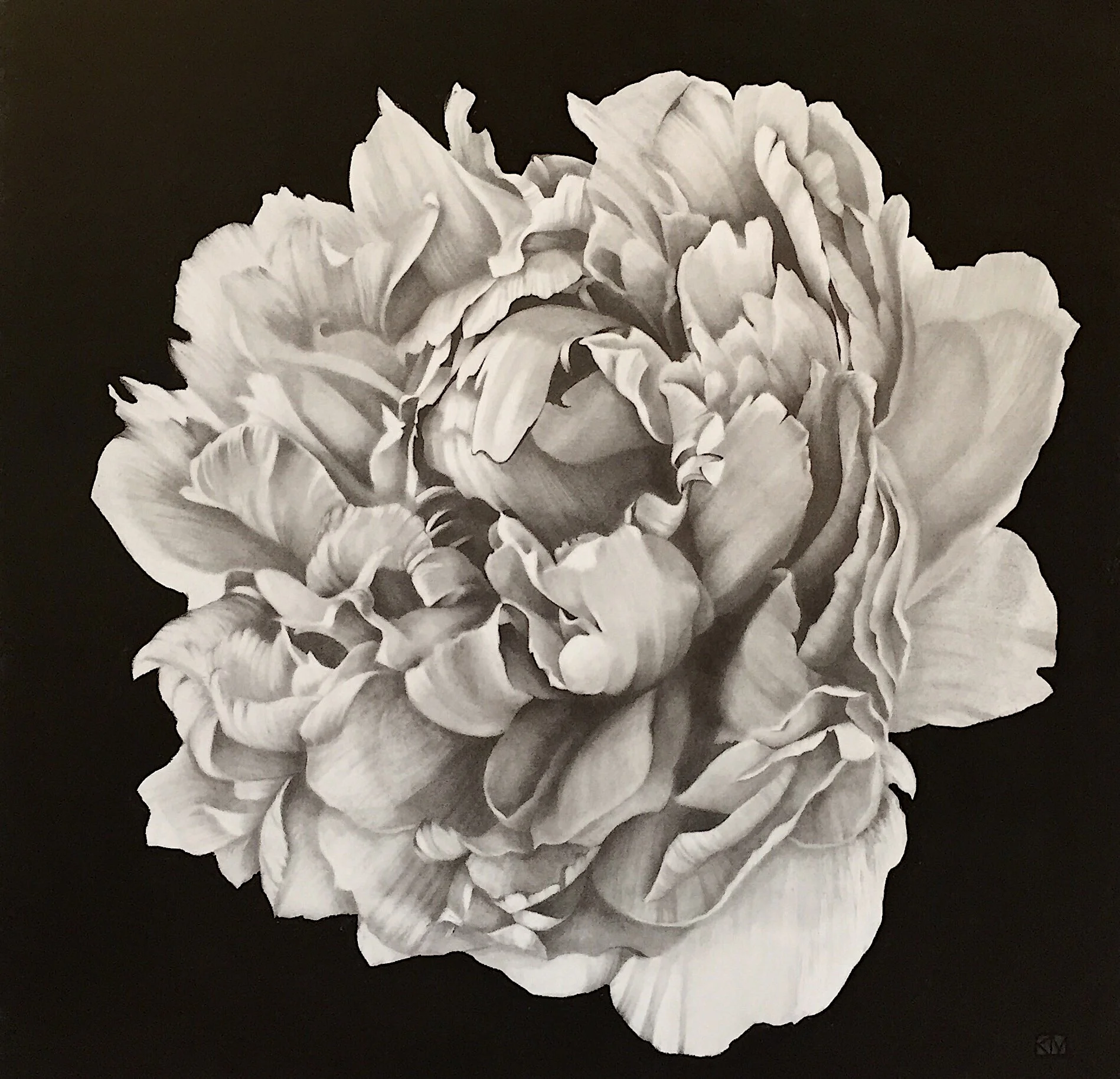 single peony  