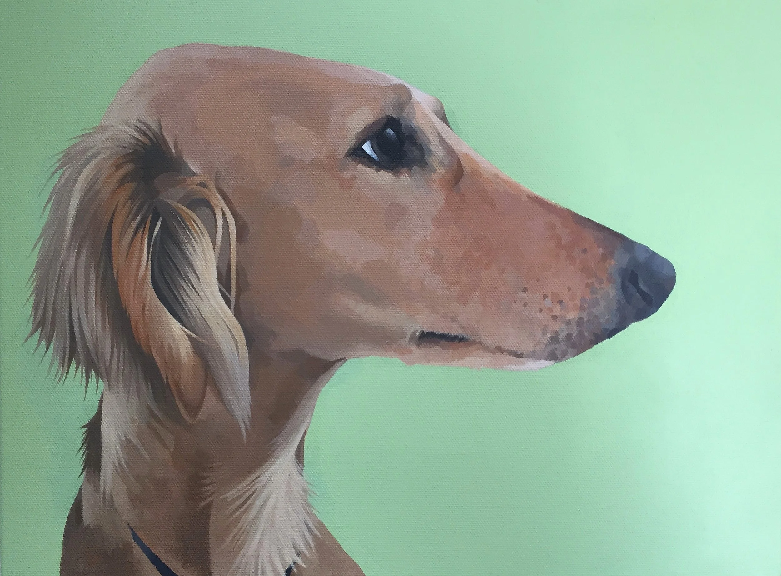 saluki