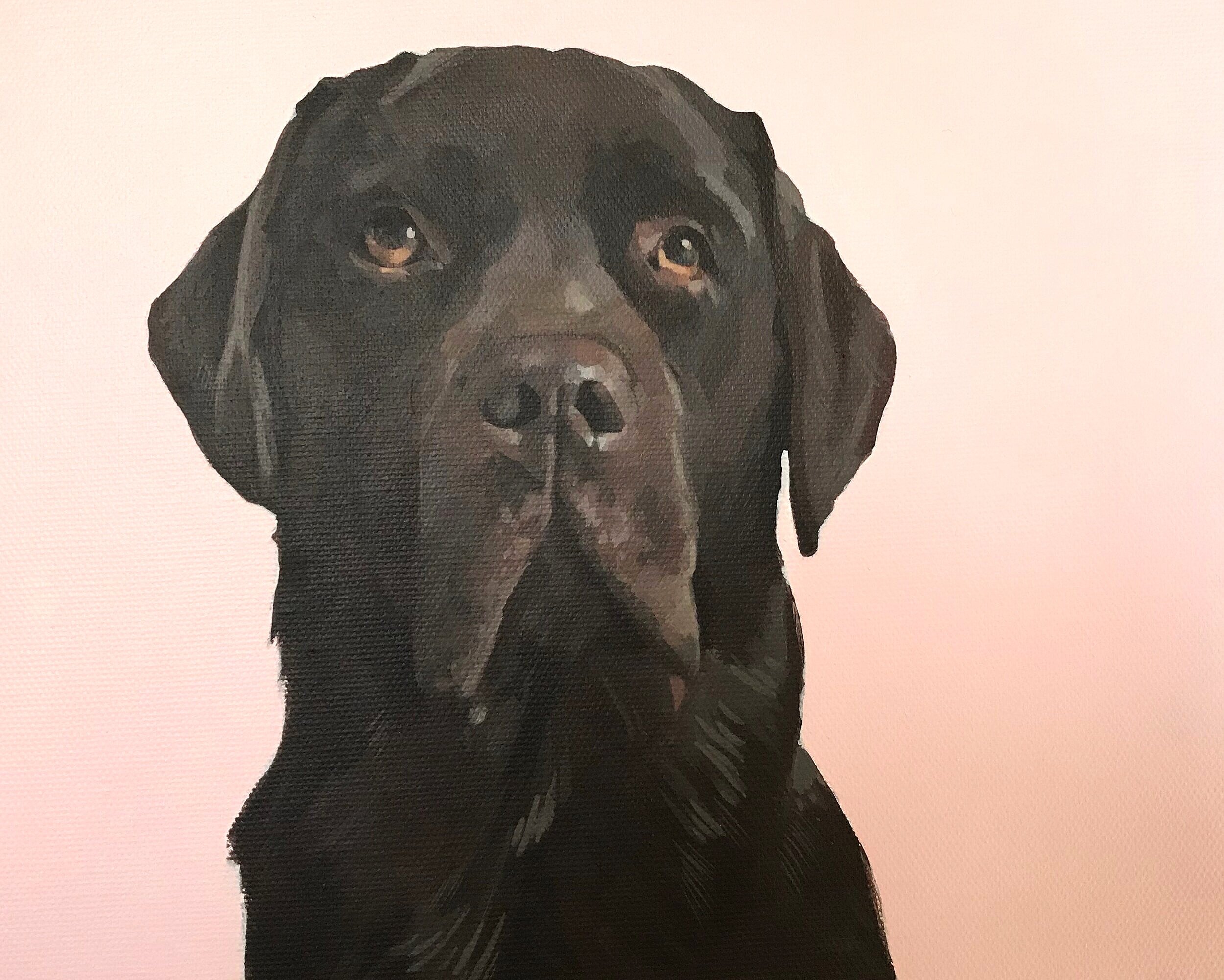 chocolate labrador  (sold)