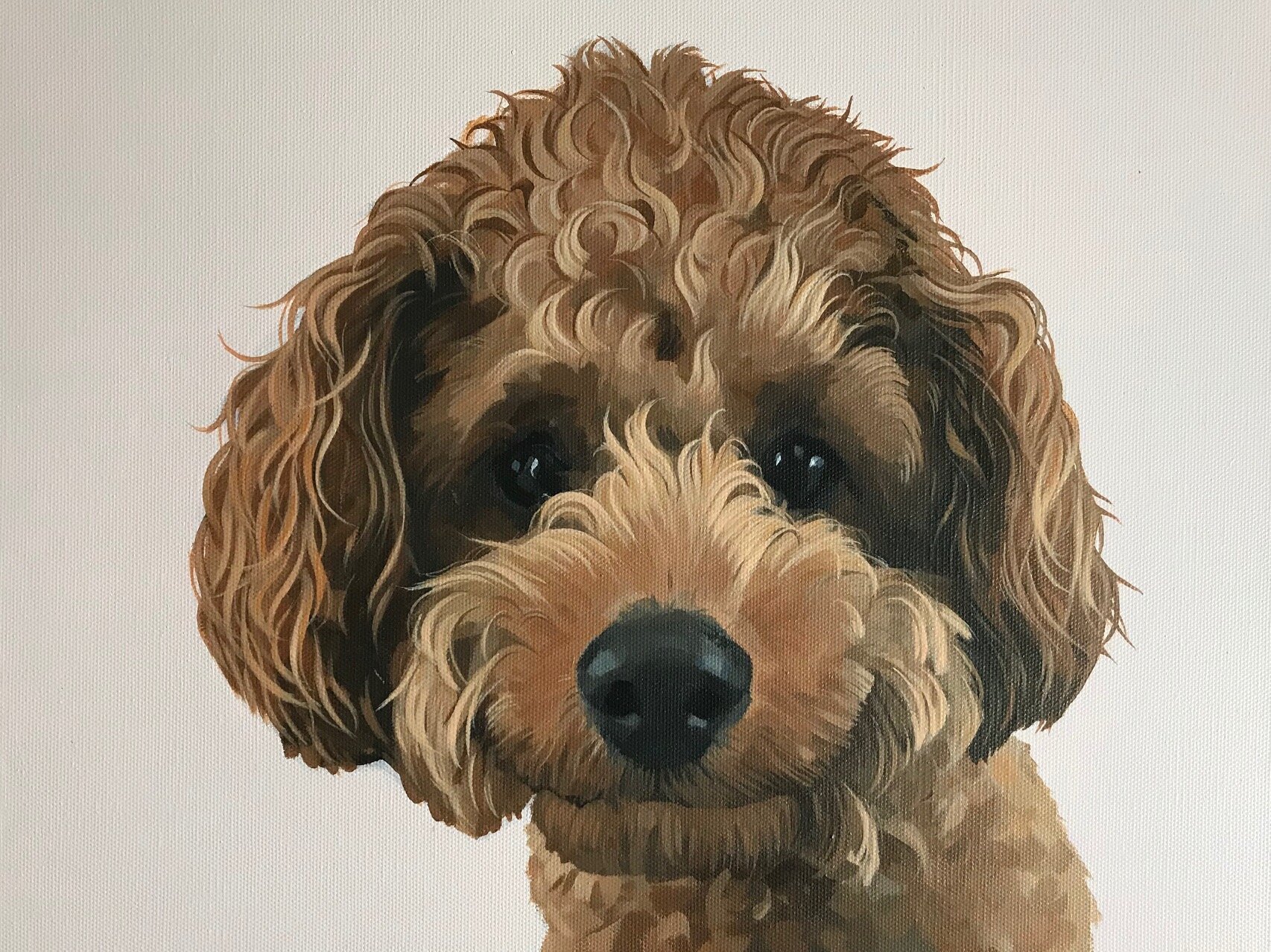 toy poodle  (sold)