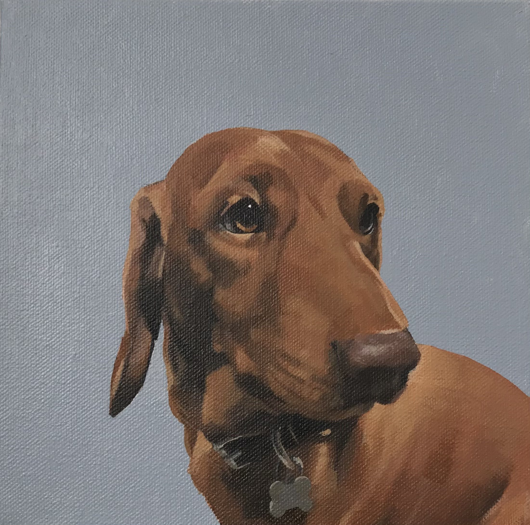 Dachshund (sold)