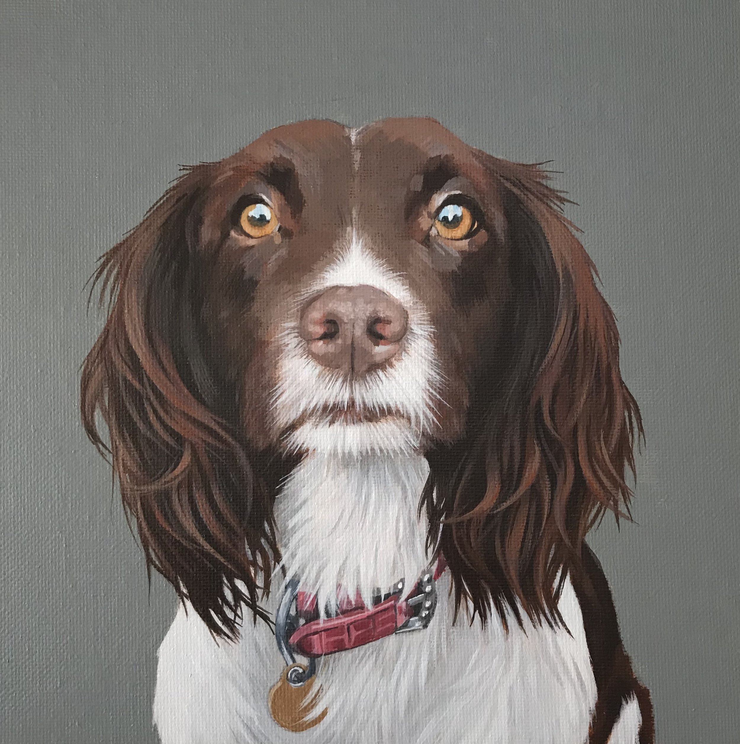 Springer spaniel (sold)