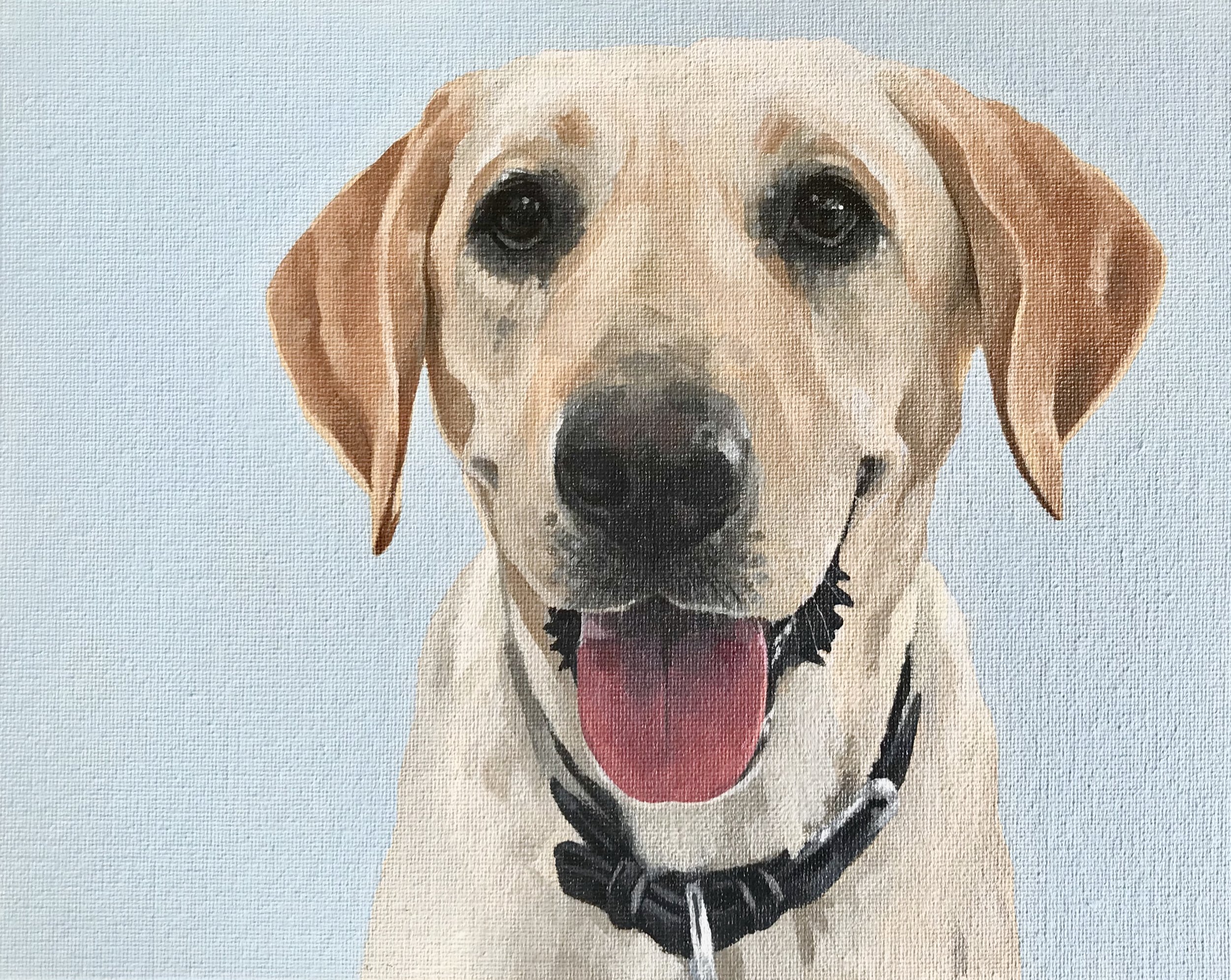 Labrador (sold)