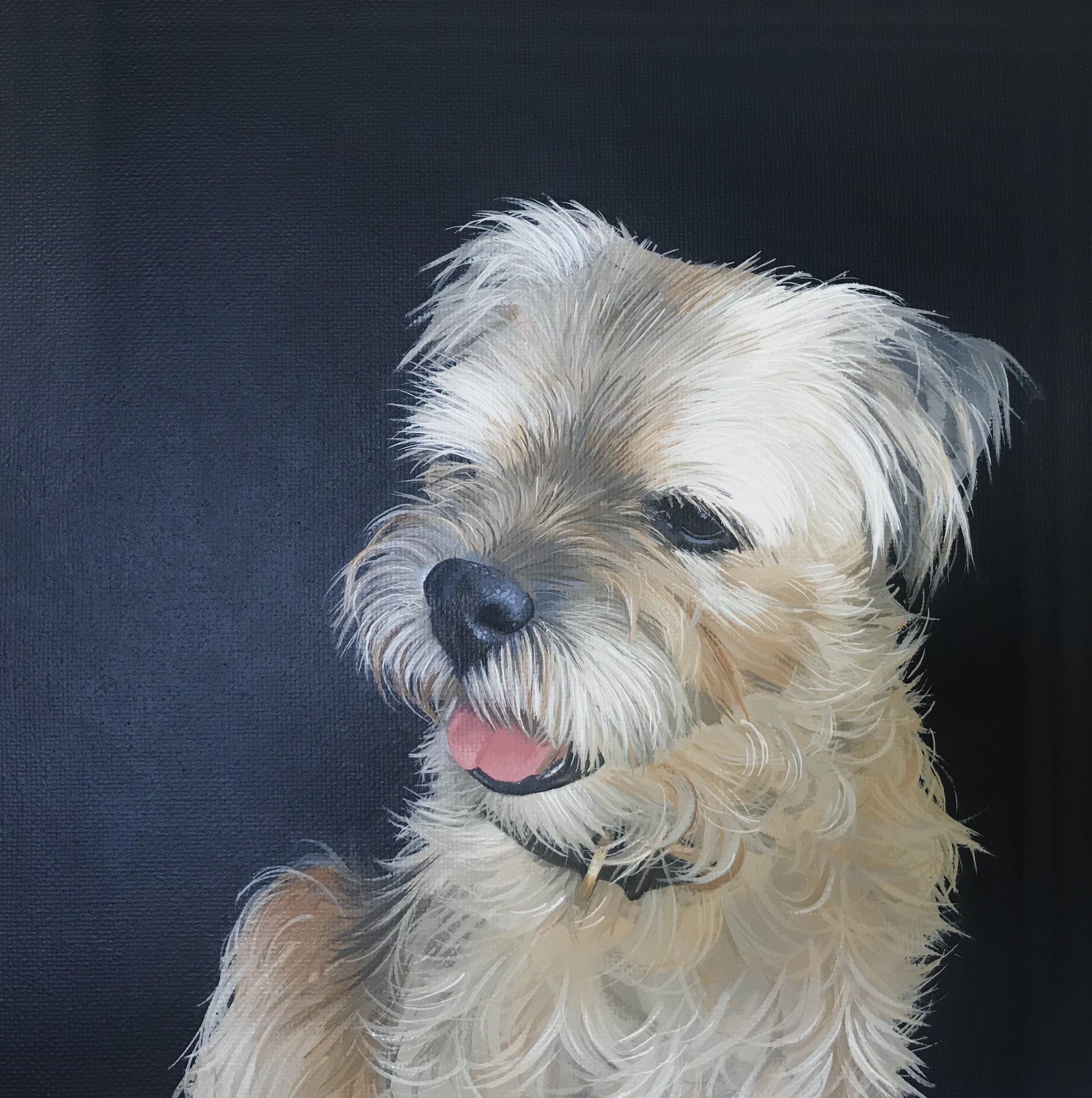 Border terrier (sold)