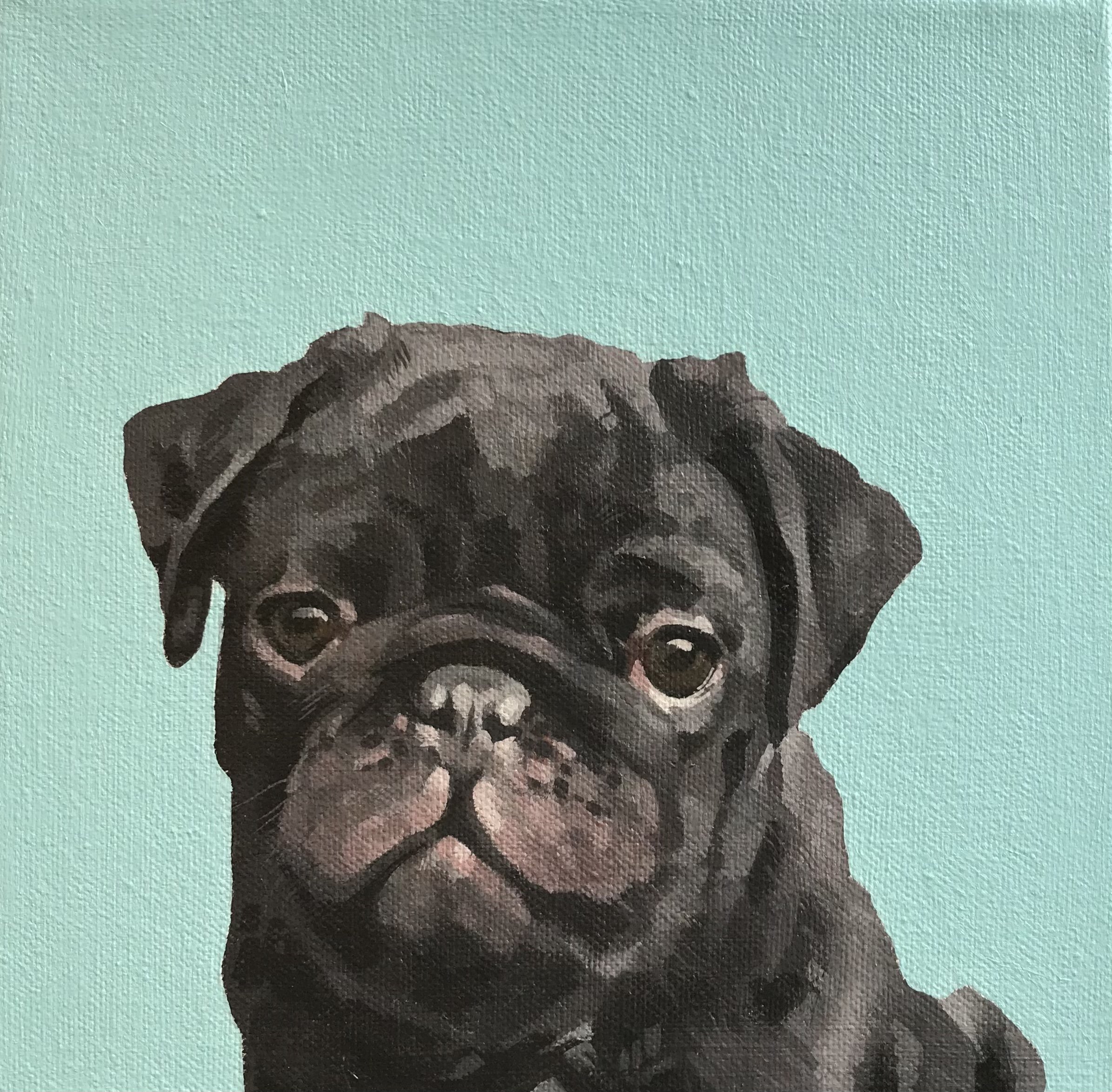 Pug (sold)