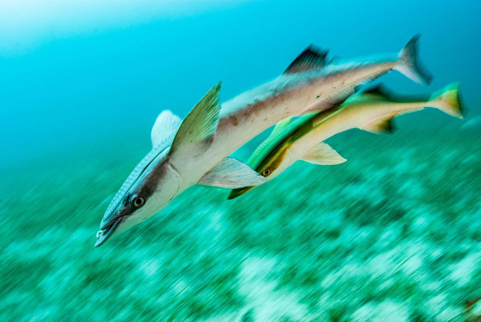 Common Remora