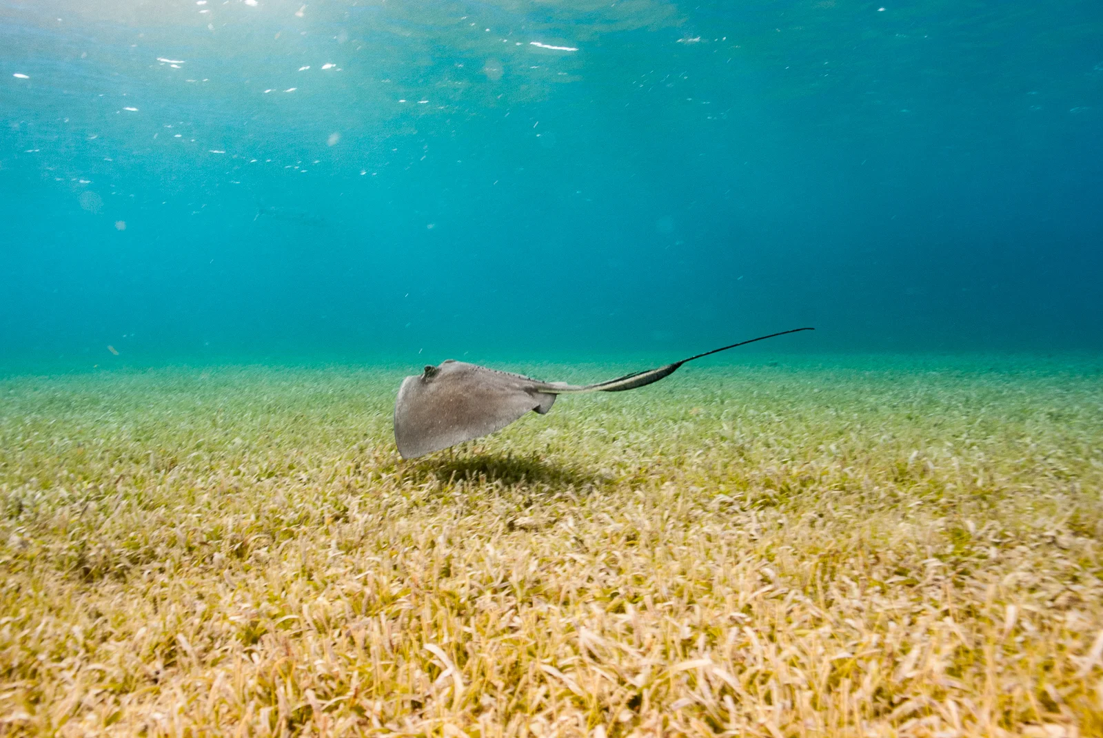 Southern Sting Ray