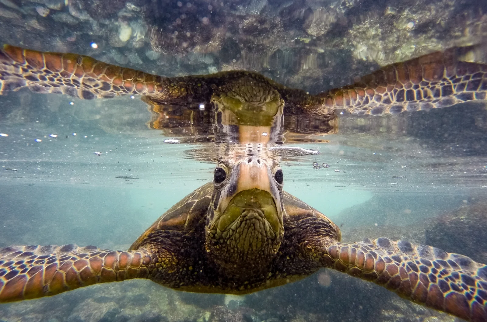 Pacific Green Turtle