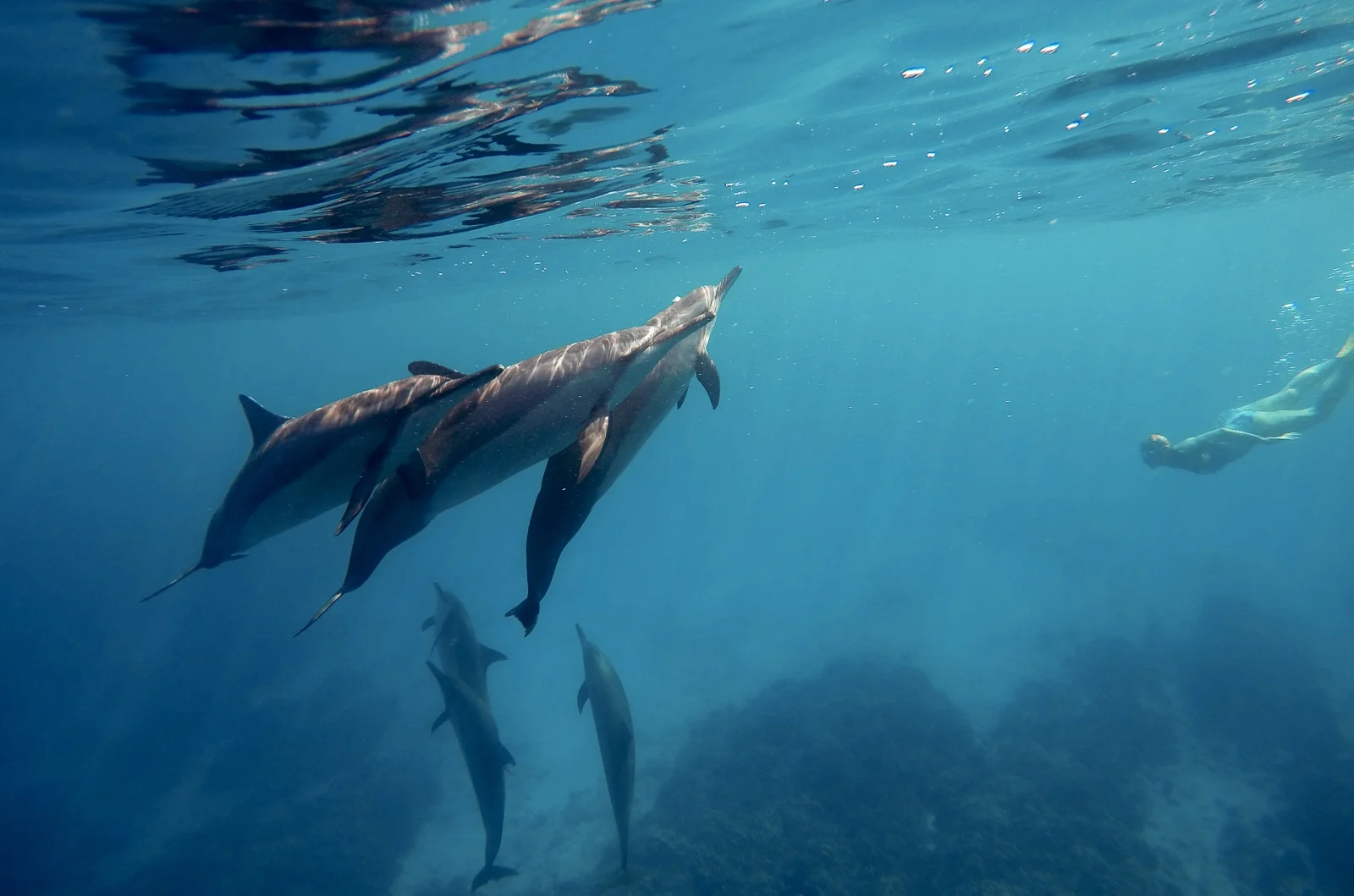 Swimmer & Spinner Dolphins
