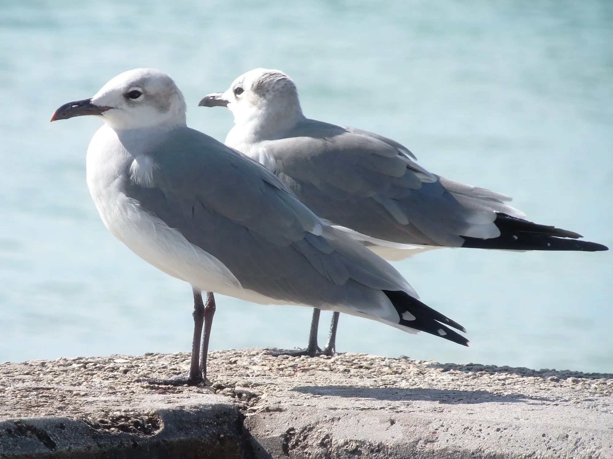 seagulls.JPG
