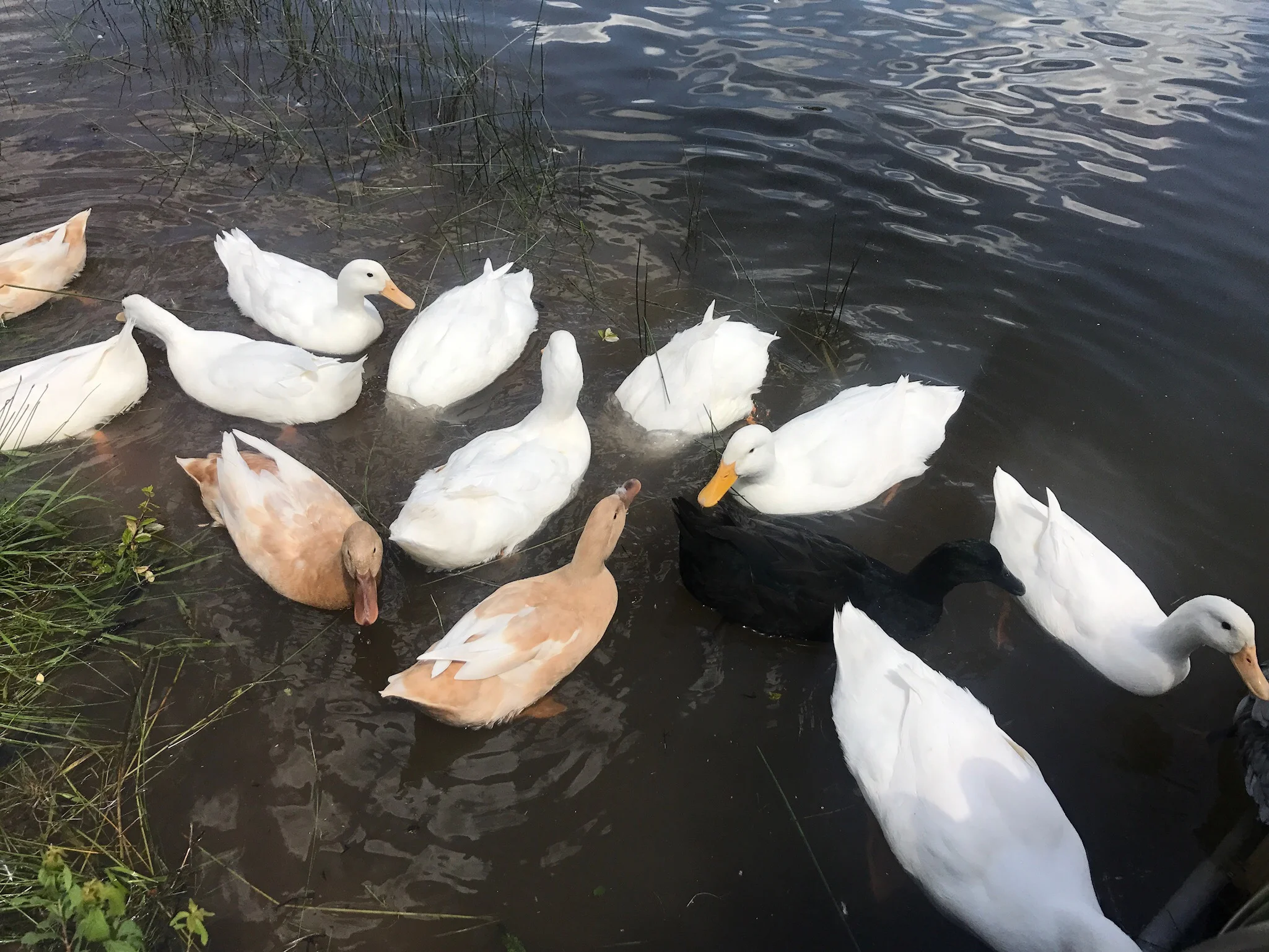 Copy of IMG_2119.JPG