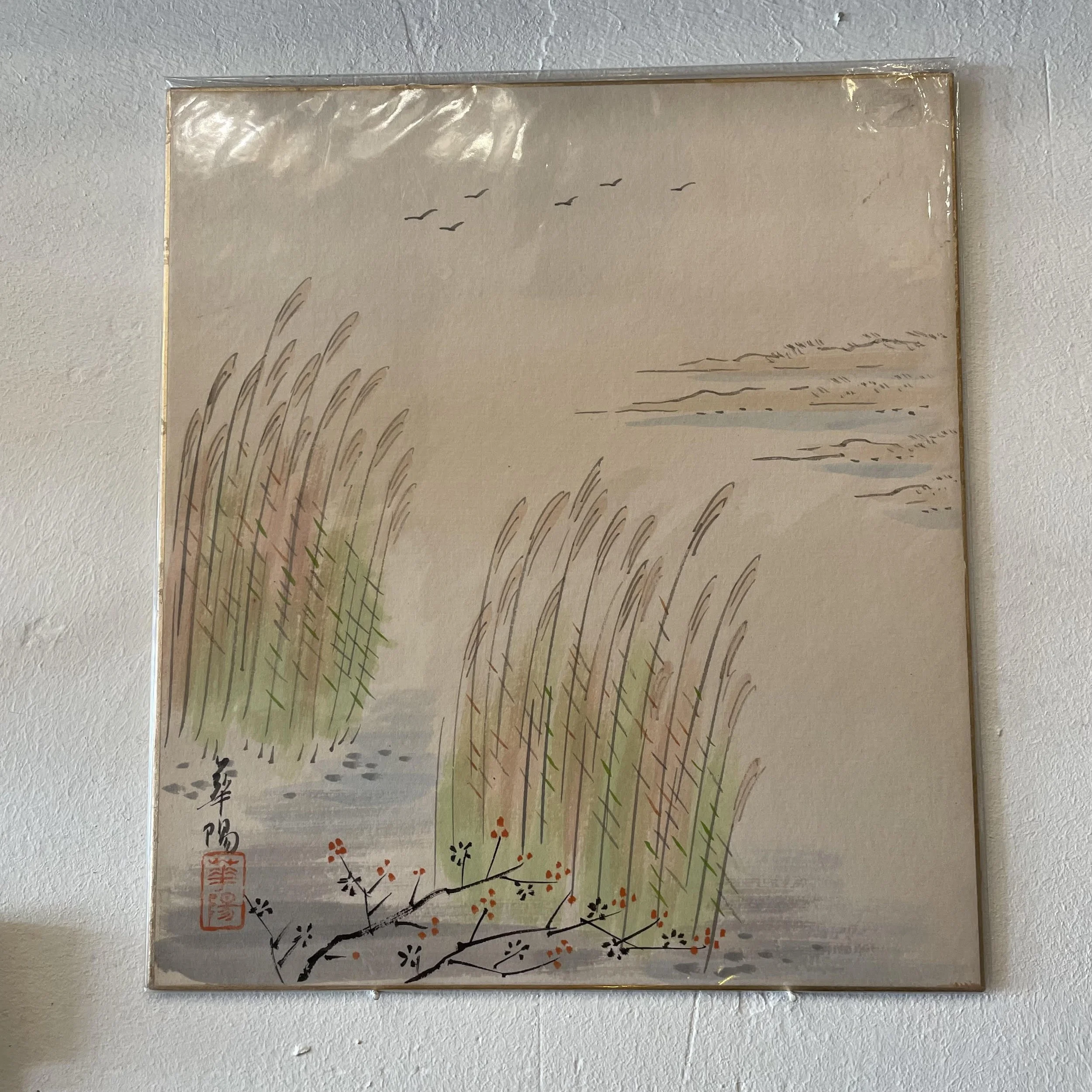 Miscanthus sinensis Shikishi