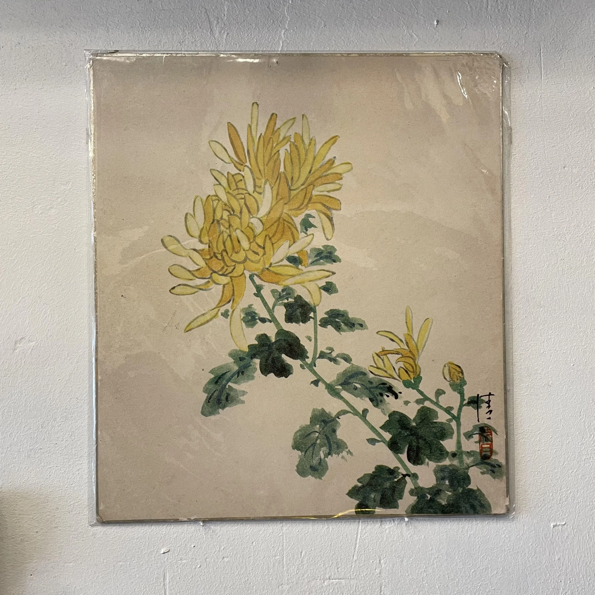Chrysanthème Shikishi