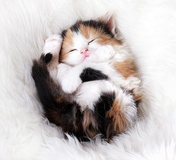 kittens4.jpg