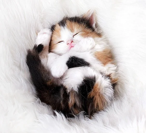 kittens4.jpg
