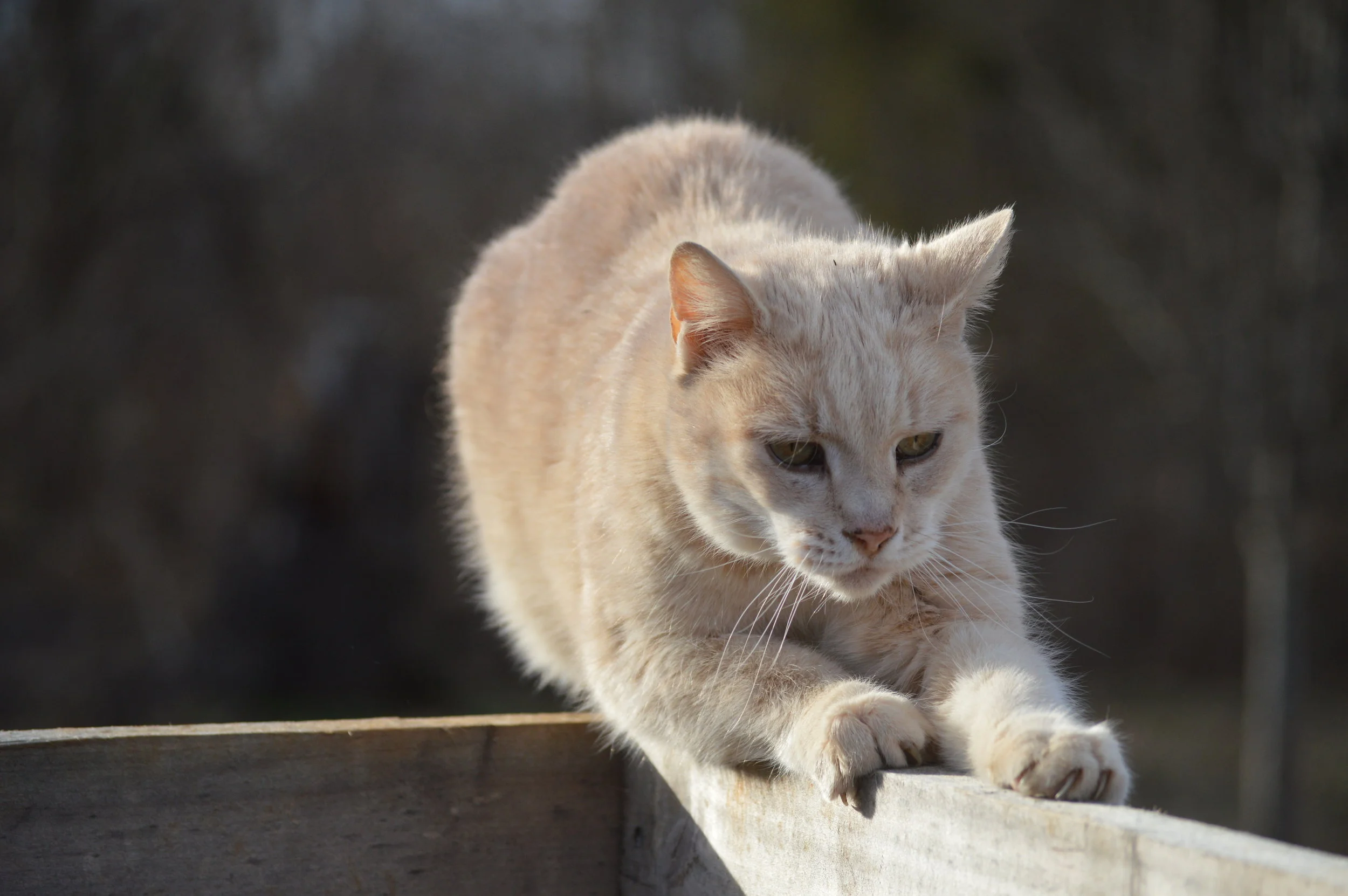 DSC_0039.JPG